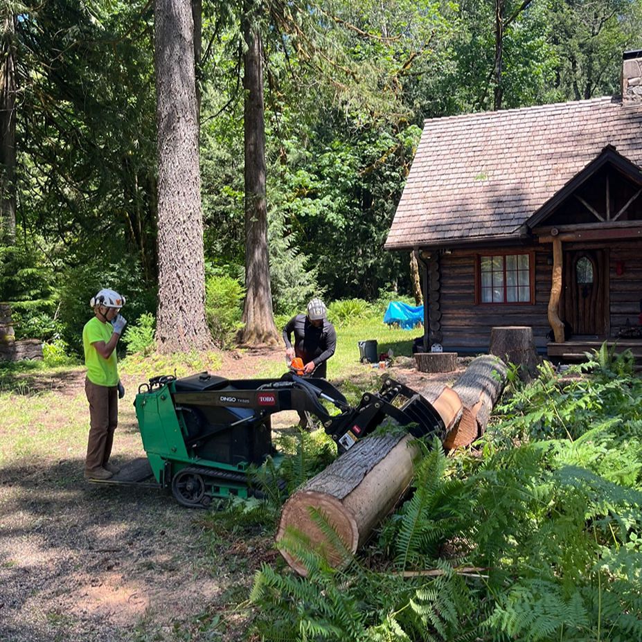 best storm cleanup tree service
