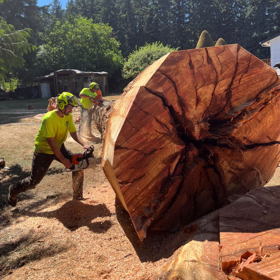 tree removal service