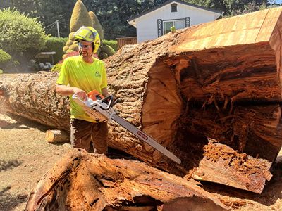 tree trimming removal trimming and pruning trees and bushes