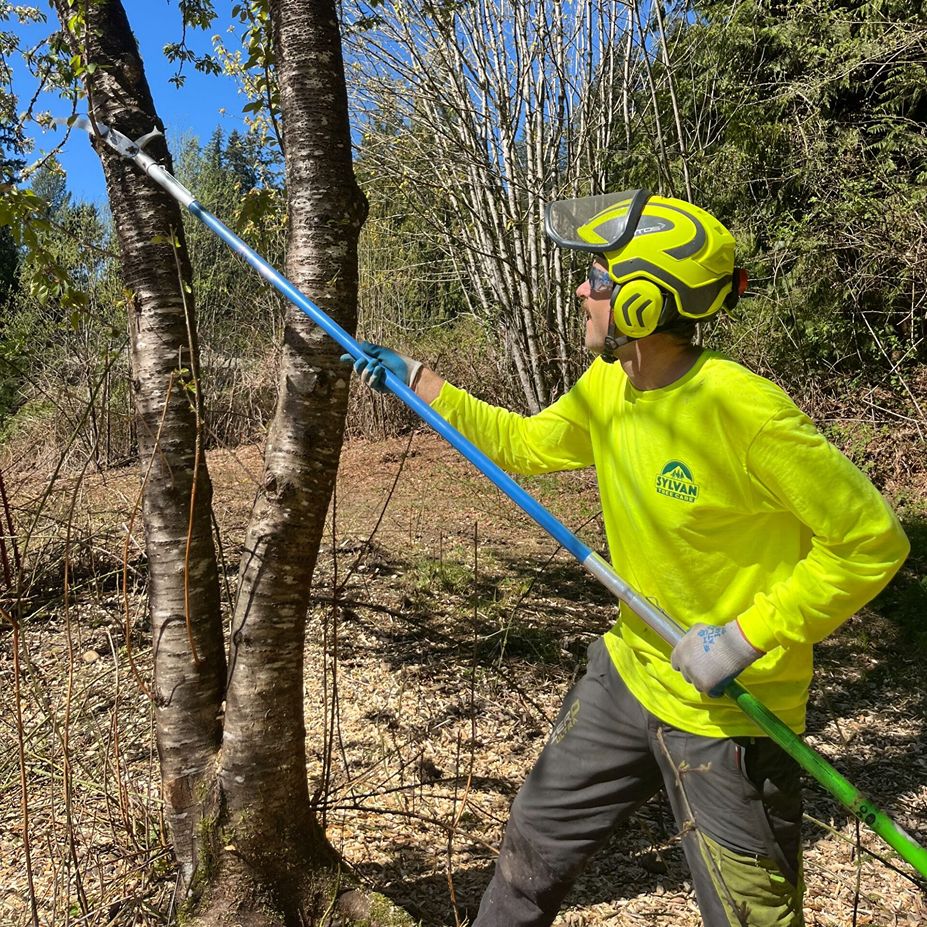 tree pruning