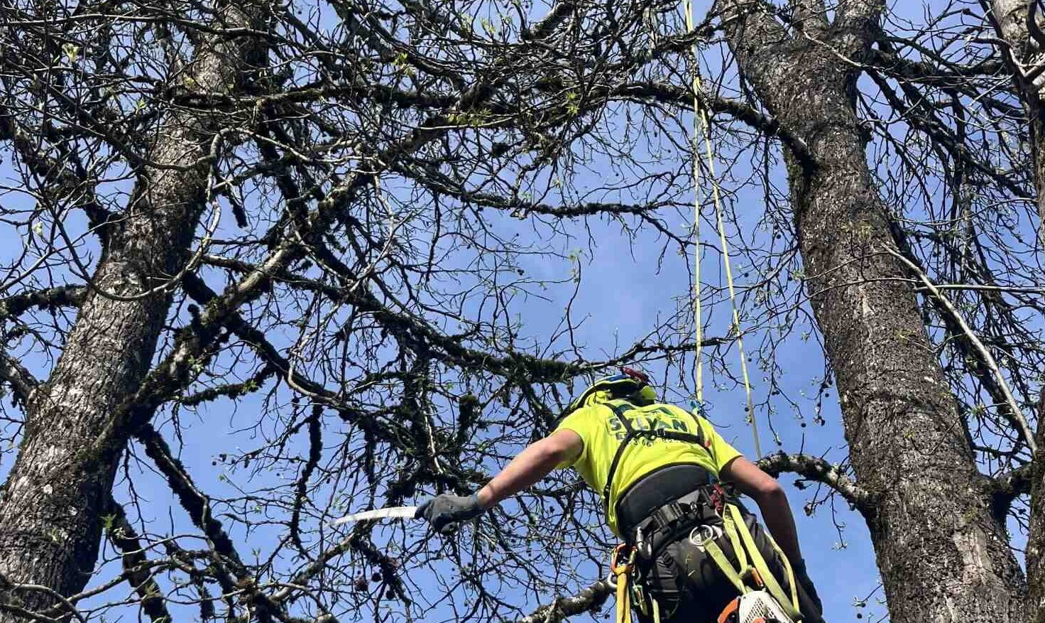 Tree Pruning And Trimming Service in Mt. Hood Oregon