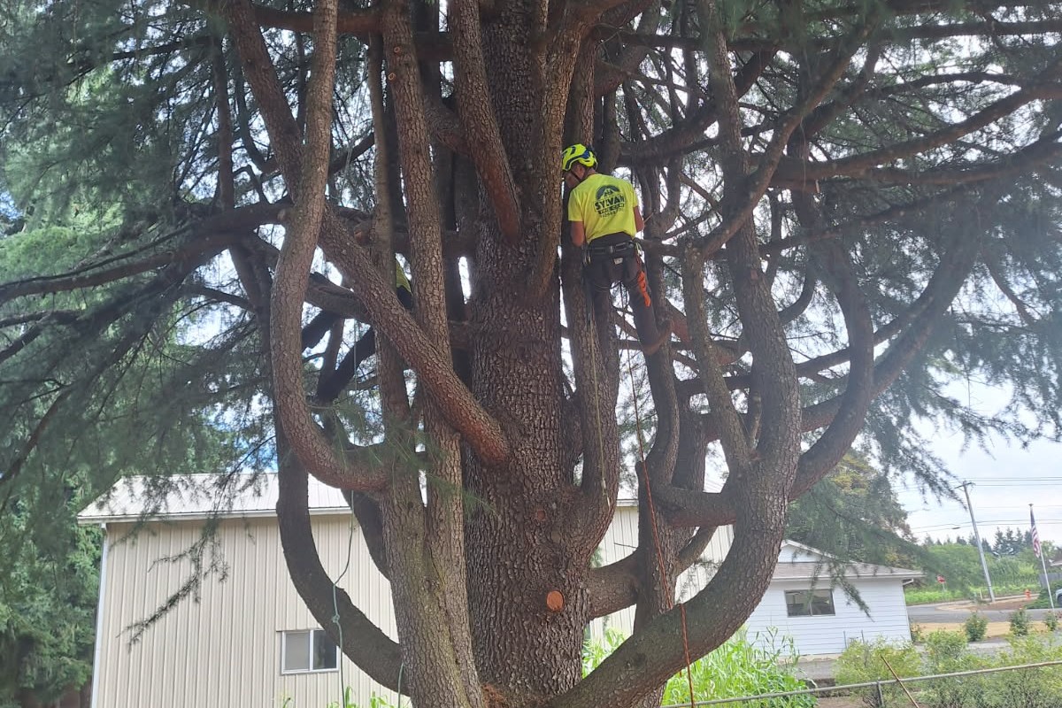 Tree Pruning And Trimming Care in Mt. Hood Oregon