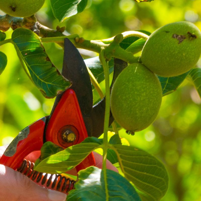 Hedge And Ornamental Pruning Care in Gresham Oregon