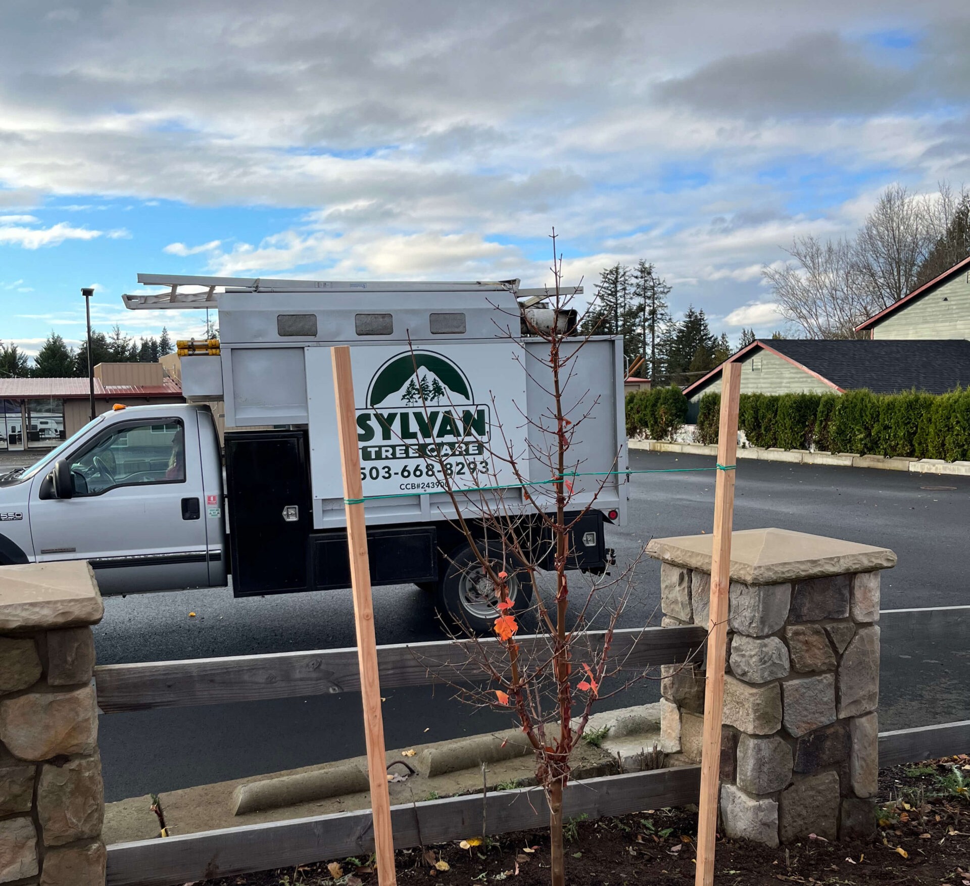 Tree Cabling And Bracing Care in Gresham Oregon