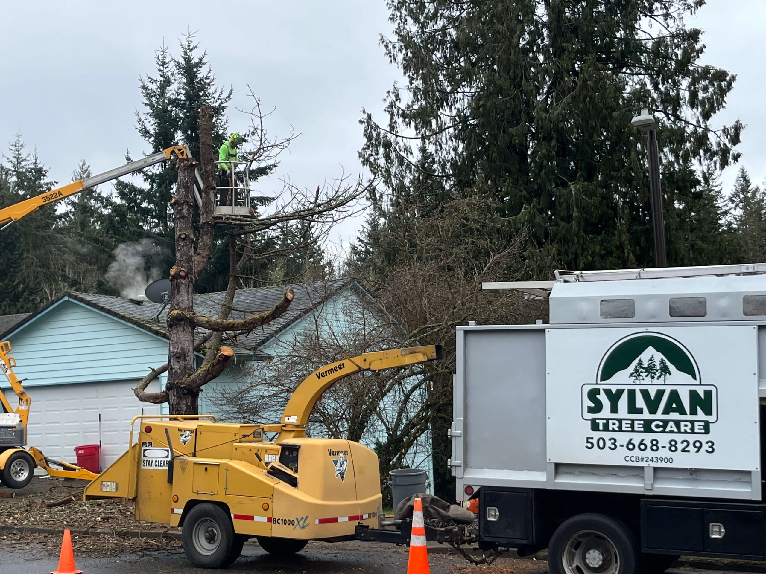 Tree Removal Care in Gresham Oregon