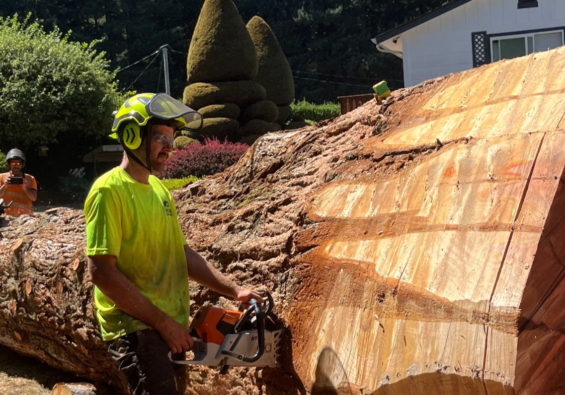 Tree Removal Service in Gresham Oregon